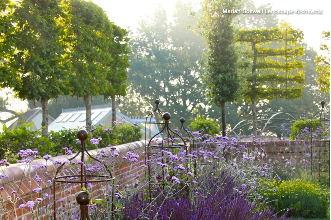如何用马鞭草装修美丽的花园？